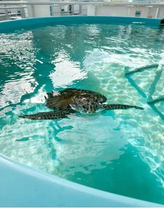 a sea turtle swims in the water inside an enclosure at a marine animal park