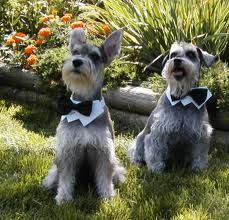 two dogs wearing bow ties sitting in the grass