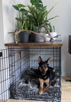 a dog laying on top of a bed in a cage next to a plant and television