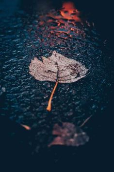 a leaf is laying on the ground in the rain