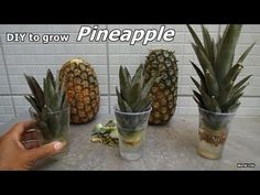 three pineapples sitting on top of a table next to two glasses filled with water