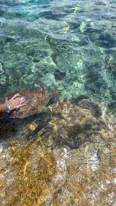 aesthetic summer vibes Cyprus Turtles, Aiya Napa, Cyprus Beaches, Paphos, Vitamin Sea, Summer 3