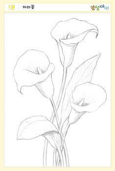 a pencil drawing of three flowers