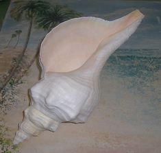 a sea shell sitting on top of a sandy beach next to the ocean with palm trees in the background