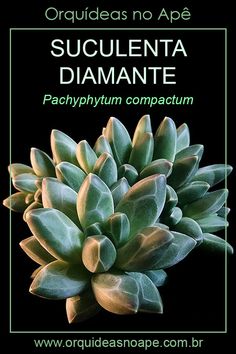 an image of succulenta diamante in front of a black background