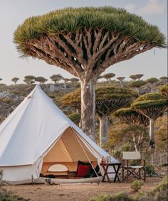 a tent is set up in front of a large tree