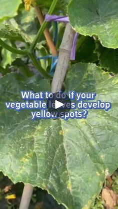 what to do if your vegetable leeks develop yellow spots in the garden?