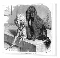 two poodles sitting next to each other on a ledge