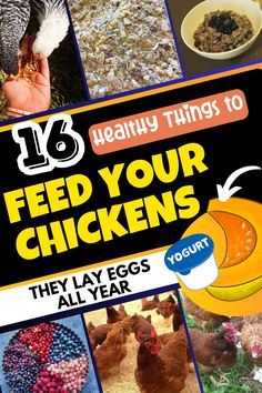 Confused about chicken feed? Discover the best diet for your flock, including grains, supplements, and treats they’ll love! What Can Chickens Eat, Chicken Pecking, Pecking Order, Express Emotions, Chicken Eating, Communication Methods, Chicken Feed