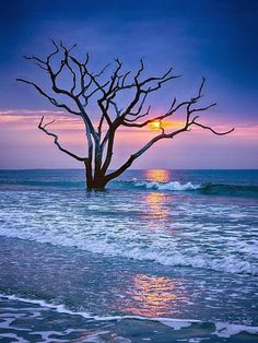 a tree that is standing in the water near the beach at sunset or sunrise time