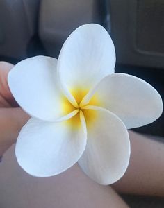 a person holding a white flower in their hand