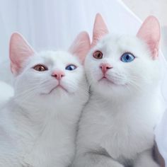 two white cats with blue eyes sitting next to each other