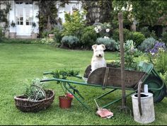 a dog sitting on top of a wheelbarrow filled with plants