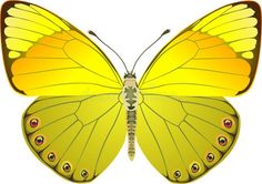 a yellow butterfly with long wings on white background