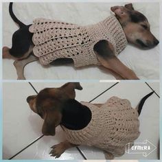 two pictures of a small dog wearing a sweater on the floor, and another photo of a dachshund in a sweater