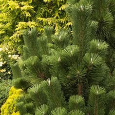 a pine tree in the middle of a garden with yellow and green plants behind it