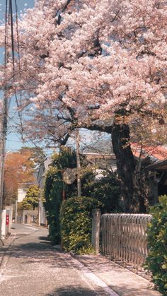 a tree with lots of pink flowers on it next to a fence and street in front of a house