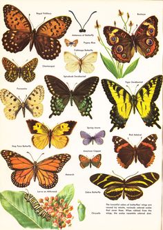 an old book with many different butterflies on it