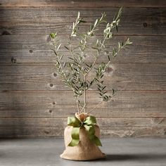 an olive tree in a burlock bag with green ribbon tied around the top