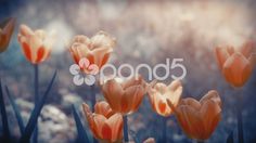 some orange tulips with the word spring written in front of them on a blurry background