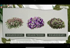 four different types of flowers are shown in this video screen graber for the camera