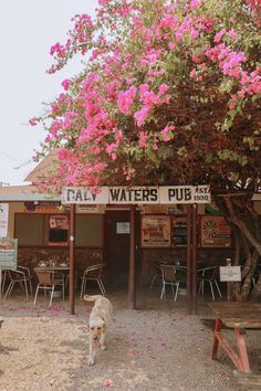 there is a dog that is standing in front of the water's pub