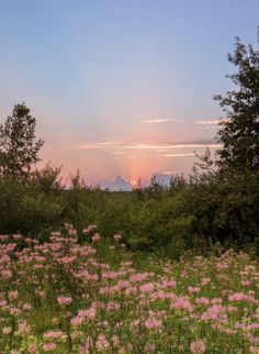 the sun is setting behind some trees and wildflowers in a field with pink flowers