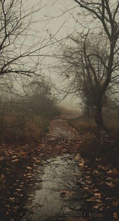 a stream running through a forest filled with trees and leaves in the foggy weather