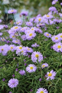 purple flowers with yellow centers blooming in a garden