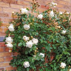 white flowers growing on the side of a brick building