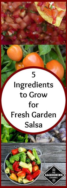 five ingredients to grow for fresh garden salsa