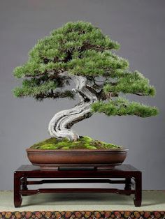 a bonsai tree sitting on top of a wooden table