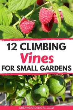 raspberries growing on the vine with text overlay reading 12 climbing vines for small gardens