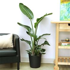 a living room with a black chair and potted plant next to a painting on the wall