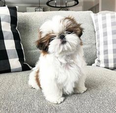 a small white and brown dog sitting on top of a couch