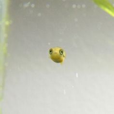 an image of a fish in the water looking up at it's own reflection