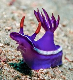 a purple sea slug on the ground with its mouth open and two red tentacles sticking out