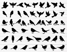 the silhouettes of birds are shown in different positions and sizes, including one that is black