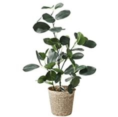 a potted plant with green leaves in it