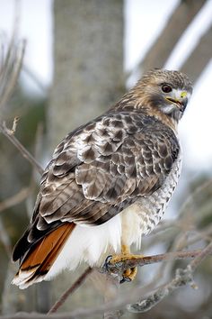 a brown and white bird sitting on top of a tree branch