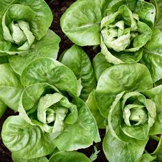 several green lettuce plants growing in the ground