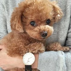 a small brown dog sitting on top of a person's arm next to a watch