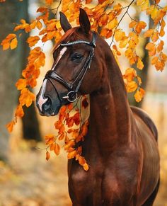 a brown horse standing next to a tree with orange leaves on it's branches