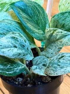 a close up of a green plant in a pot on a wooden table with other plants