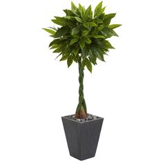 a potted plant with green leaves and rocks on the ground in front of a white background