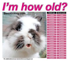 a rabbit is looking at the camera with its mouth open and it's name written in pink