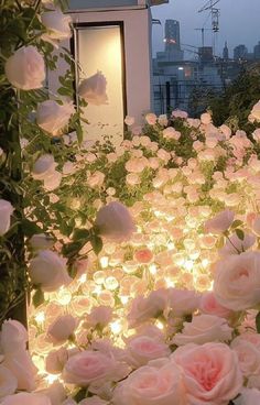 white and pink roses are lit up in front of a building with lights on it