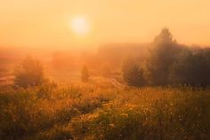 the sun is setting over a field with trees and grass in the foreground, on a foggy day