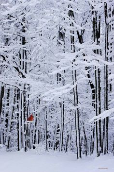 the cover of good night by cardinal crossing, with trees in the background and snow on the ground