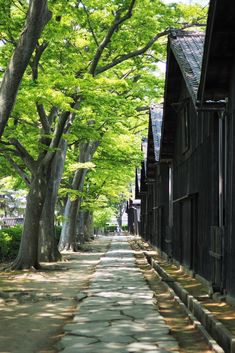 a stone path between two buildings with trees lining both sides